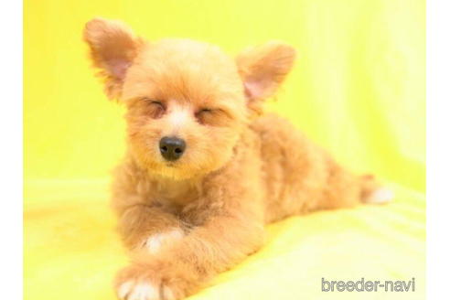 成約済の東京都のポメプー:ポメラニアン×トイプードル-206803の4枚目